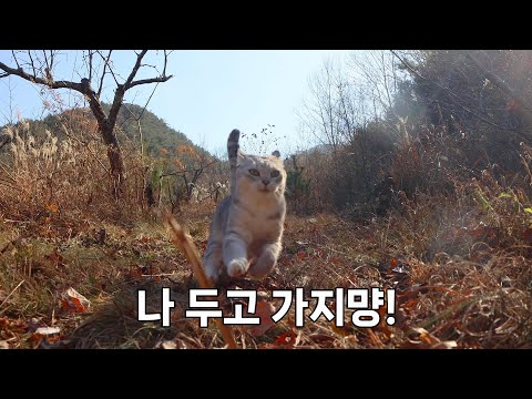 가출은 했지만 혼자 있긴 싫음. 집사를 끝까지 쫓아가는 고양이