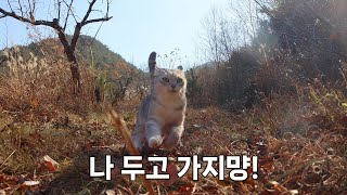 가출은 했지만 혼자 있긴 싫음. 집사를 끝까지 쫓아가는 고양이