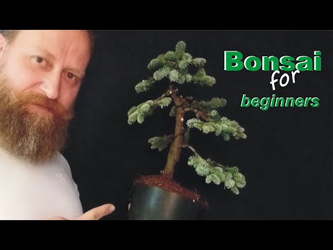 kleiner Bonsai -  Abies procera "blaue Hexe"