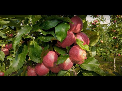 Jak przechowywać owoce? Porady e-pole w ogrodzie