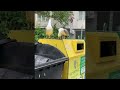 Seagulls Sound Funny Laughing ViralHog