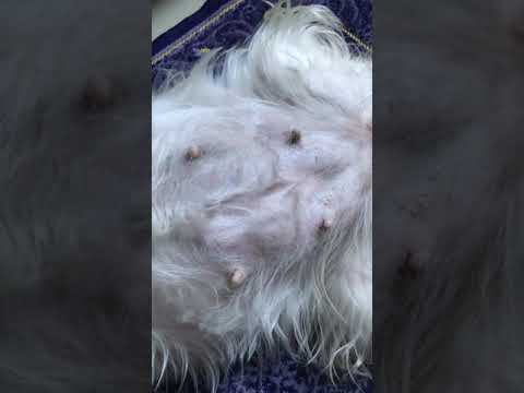 #Keana tummy puppies moving🥰☺️