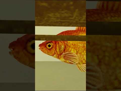 SpongeBob ate him ! 😱🔥 P4  #spongebob  #meme #gmod