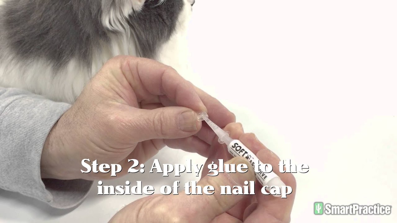 SoftClaws Application (EDIT ONLY - DID NOT FILM)