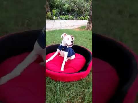 DOG's Show @TANK BUND  |Dogs dresses | NIVEDITHA DOGGIES WORLD