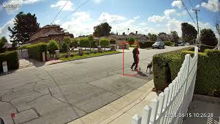 Footage for Passenger with dogs