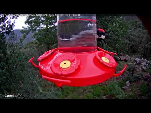 Acorn Woodpecker Sneaks Some Nectar - August 31, 2016