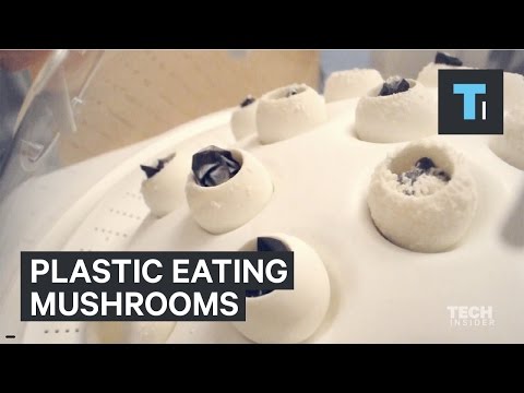 Pagtatasa para sa kuko halamang-singaw Almaty Ang isang bagong pamahid para sa fungus paa