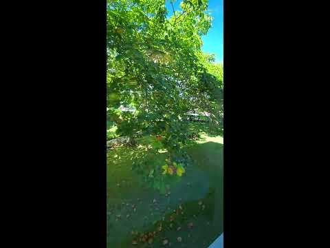 Playa Dorada San Marino Beach Condo Inside Unit 224 Video Walkthrough