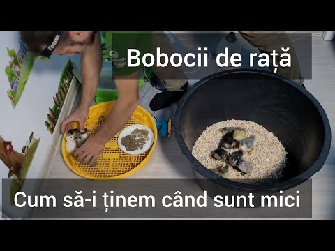 Bobocii de rață în primele zile de viață / Cum să-i îngrijim / pentru începători 🐣