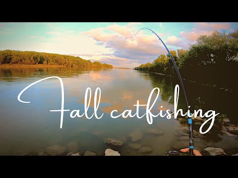 CATFISH in the FALL ...