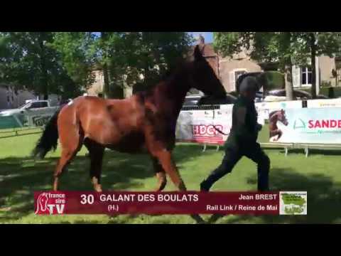 Sprinter Sacré Show 2018 : Lot 30 - GALANT DES BOULATS