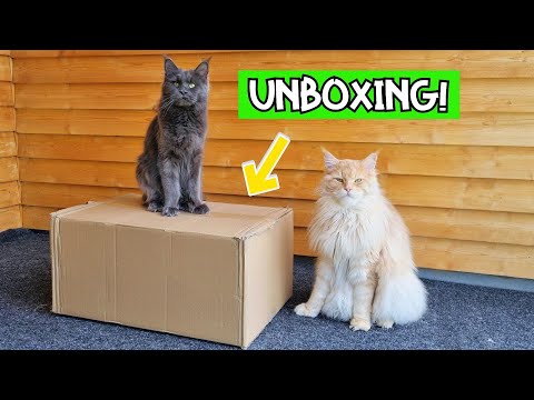 What's Inside? - Excited Maine Coons Get a Big Box!
