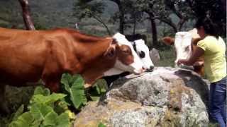 preview picture of video 'Vacas del Mexicano'