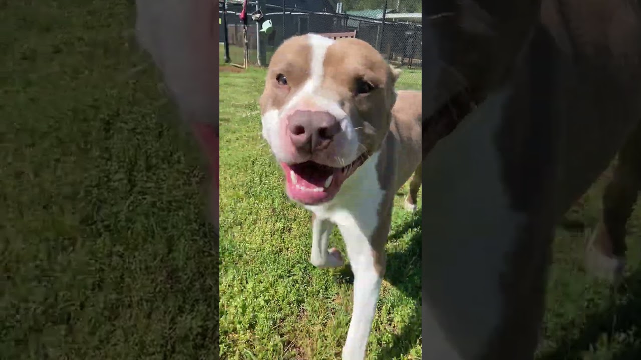 Bart, a Adoptable Mixed Breed in Chattanooga, TN video 6/6