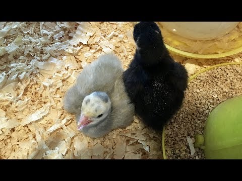 Raising baby Turkey Poults