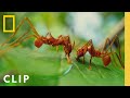 Leafcutter Ants Slice Leaves For The Colony A Real Bug S Life National Geographic