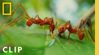 Download lagu Leafcutter Ants Slice Leaves for the Colony | A Real Bug's Life | National Geographic mp3 Download lagu Leafcutter Ants Slice Leaves for the Colony | A Real Bug's Life | National Geographic mp3