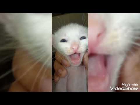 Bongbong the kitten from newborn to 1 month old