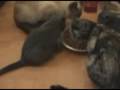 Cutest Gray Kittens Attaching Furniture And Hiss Eating