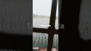 Download lagu Story' WhatsApp _ Dialog Hujan - Senar Senja mp3