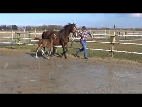 Stutfohlen v. Diatendro - Graf Top - Espri