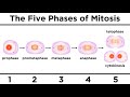 Mitosis How One Cell Becomes Two
