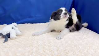 ボーダーコリーの動画01