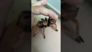 Download lagu Petting my tarantula mp3