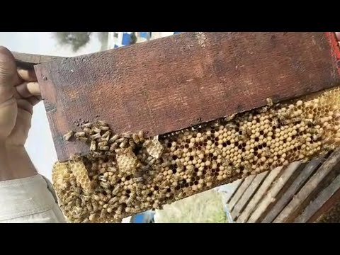 Пчеловодство.Как в Индии избавляются от роения и уменьшают заклещенность пчелосемей от клеща варроа