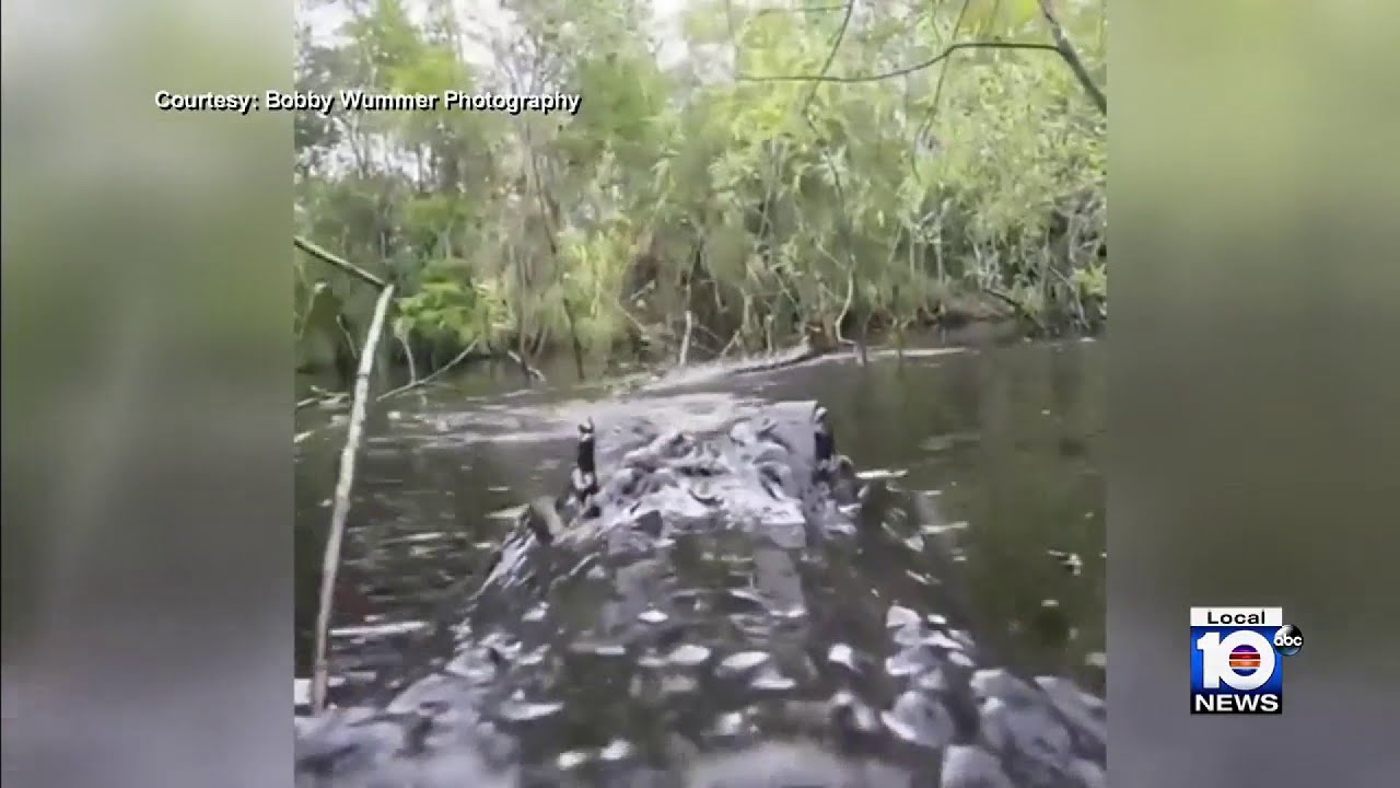 Gator takes a bite out of a GoPro - YouTube