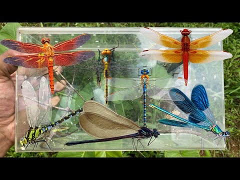 Hunting various types of dragonflies and damselflies