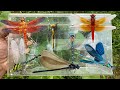 Hunting Various Types Of Dragonflies And Damselflies