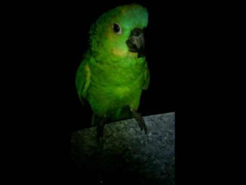 download lagu mp3 mp4 Tebo Aurora, download lagu Tebo Aurora gratis, unduh video klip Tebo Aurora