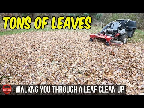 image-How do you clean up fall leaves?