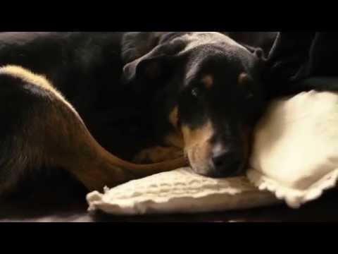 ANGELA GABER + TRIO -  dobre duchy