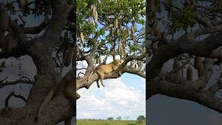 Lion in a tree 🦁🌳 #africa #wildlife #animals