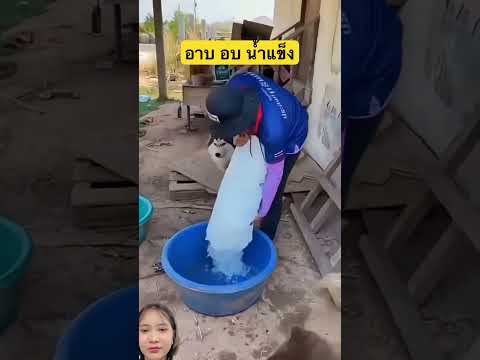 อาบอบน้ำแข็ง #dog #pets #animals #youtubeshorts #shorts #cute #funny #siberian #หมา #น่ารัก #viral