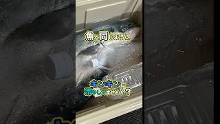 これやったら台無し、冷やし過ぎの危険性 #イカメタル #ケンサキイカ