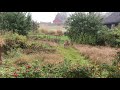 The Wild Deer S In Our Backyard Ana Cajes