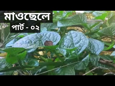 Vlog- 02 | Discuss how to grow Spinach and how to get more Spinach | Spinach Cultivation