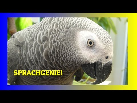 SPRACHGENIE!   SPRECHENDER PAPAGEI  SPRICHT OHNE ENDE    10 MINUTEN SHOW