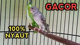 Download lagu Suara Burung SANGER GACOR Ngerol Pedas paling ampuh untuk Pancingan dan Masteran, mp3