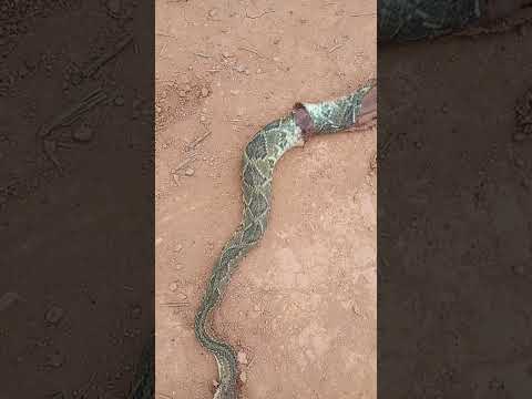 CASCAVEL ATROPELADA EM ESTRADA RURAL EM BAMBUI MG