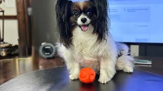 🧬🐾 UCARI Pet Sensitivity Test | Detect 750+ Food & Nutrition