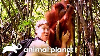 Steve Helps Orangutans In Sumatra | The Crocodile Hunter | Animal Planet