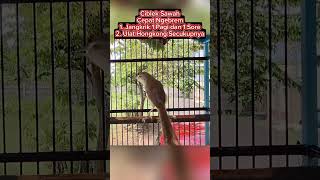 Download lagu Cara Perawatan Ciblek Sawah #ciblek #cibleksawah #ciblekbren #burungmasteran #kicaumania #burung mp3