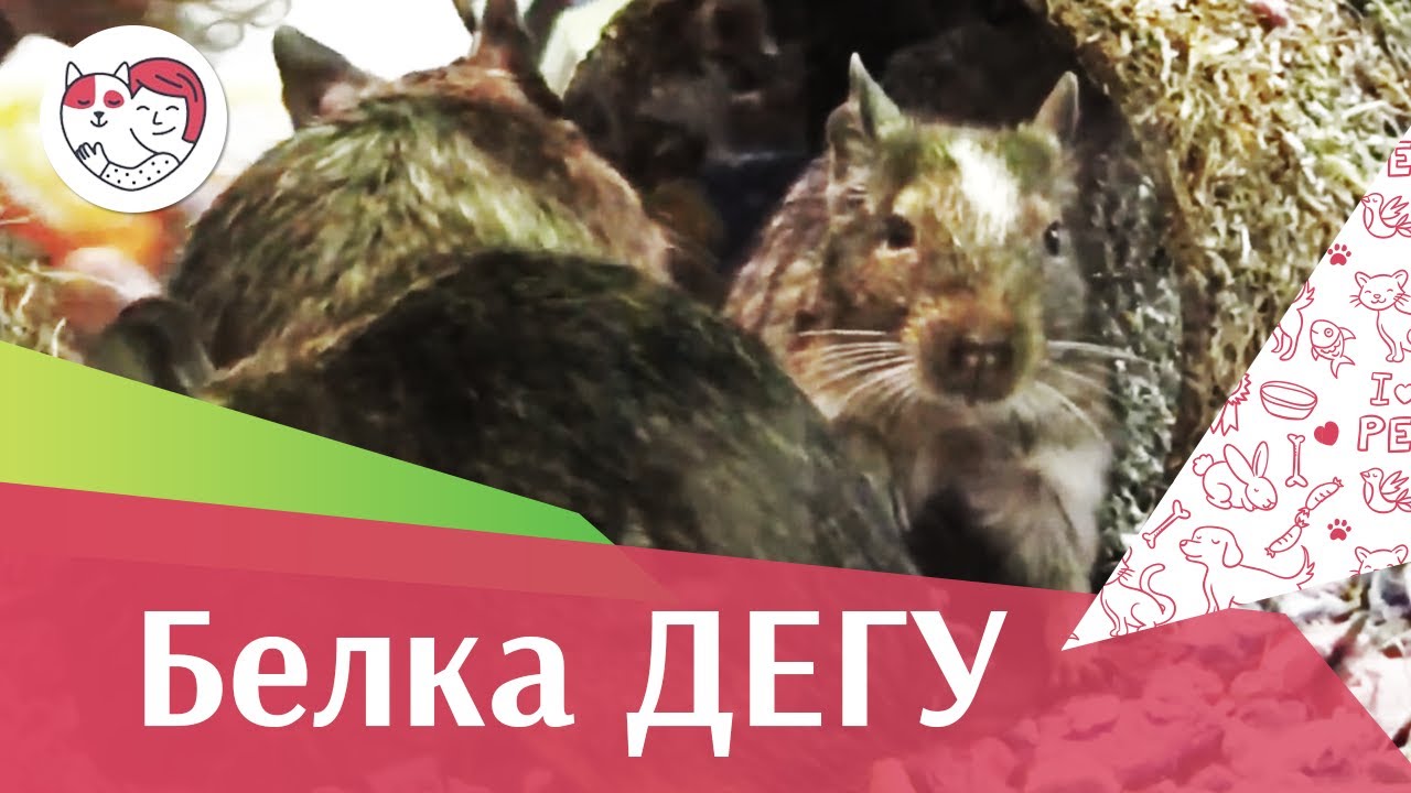 Правила выбора дегу на ilikepet