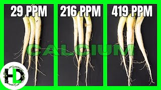 Calcium Hydroponics Experiment With Surprising Results!