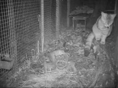 Vadmacska a kifutóban mosakszik